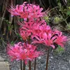 Bulbos de lirio de los valles, Plantas de amarilis en maceta, Semillas de licina, bulbos grandes, flores de balcón, florecen en todas las estaciones