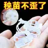 Clips para Plantas y Frutas, Clips de Plástico para Atar Enredaderas, Clips para Ramas, Clips para Colgar Enredaderas, Clips de Soporte para Enredaderas, Clips para Tomates, Clips de Fijación para Enredaderas