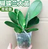Plántulas de orquídea Phalaenopsis con varas florales, orquídeas en maceta, plántulas grandes para plantas de interior en la sala de estar, flores en floración, fáciles de mantener durante todo el año