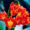 Plantas de Clívia em Vaso, Mudas de Orquídea Borboleta Clívia Perene, Plantas de Orquídea Atacado, Mudas de Clívia