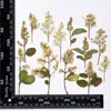 Ramas de Flores Forma Natural Mixtas Hechas a Mano Materiales Decorativos DIY Espécimenes de Flores Secas en Relieve Colección de Plantas Pinturas Decorativas