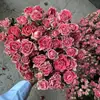 Multi-Cabezal Rosa Burbuja Flores Secas Rosa Ramo de Rosas Reales Marco de Flores de Resina de Yunnan Accesorios y Decoraciones Florales