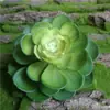 Simulación gran Baolian suculenta tacto de goma suave planta plástico material de decoración floral maceta de césped artificial tridimensional 3D