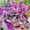 Orquídea Colgante Hoja Rizada Corazón Dorado Maceta Chica Francesa Escritorio de Oficina Maceta Pequeña Planta Verde Colgante de Interior Orquídea Colgante Borde Dorado