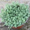 Sedum Chinês Vasos de Dois Tons Mudas, Grama Perene Neve Fina, Sedum Folha de Pinheiro, Pequeno Pinheiro Plantas de Jardinagem para Verdejamento