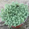 Sedum Chinês Vasinho Bicolor Mudas, Grama Perene Neve Fina, Sedum Folha de Pinheiro, Plantas de Pequeno Pinheiro para Jardinagem e Verdejamento