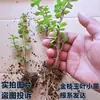 Planta en Maceta Suculenta Rama Dorada Hoja de Jade Tronco Viejo Bonsái de Exterior Purificador de Aire Interior Flor Fácil de Cultivar Planta Verde