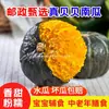 Selección Postal Guoshukang Origen Weifang Entrega Directa Calabaza Beibei Madura Naturalmente Dulce y Pegajosa Grano Entero Suplemento Alimenticio para Bebés