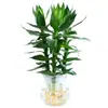 Planta hidropónica de bambú Guan Yin con raíces, planta verde decorativa, bambú de la suerte, planta verde, planta de interior en maceta, bambú de la fortuna con jarrón, fácil de cuidar