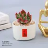 Conjunto de suculentas para iniciantes, fáceis de cuidar, plantas pequenas tolerantes à seca, decoração de mesa de escritório, decoração de janela de varanda