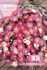 Venta al por mayor Semillas de flores de 25 años Gipsófila Girasol Cosmos Hierba de 100 días Girasol Menta Tazón Semillas de loto