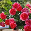 Planta de Rosas para Balcón con Semillas de Rosa, Rosas en Maceta de Fragancia Fuerte Todo el Año, Plantas de Flores Extra Grandes para Balcón y Patio
