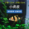 Alevines de Peces Ornamentales, Tanque de Hierba de Loto Roja y Verde, Cardumen de Peces Pequeños de Luz de Agua Dulce, Peces Mascotas para Acuario, Peces Pequeños de Tanque de Hierba