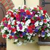 Semillas de Petunia Colgante Importadas, Plantas de Maceta de Petunia Colgante Fáciles de Cultivar, Semillas de Flores para Todas las Estaciones, Tasa de Germinación 80%