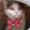 Nuevo Gatos Negro Oro Estilo Chanel Lazo Collar Mascota Perro Galgo Corbata Pata de Gallo Gancho de Bobina Bufanda de Lana