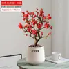 Wanfang Coroa da Longevidade Flor Begônia em Vaso Resistente ao Frio Seda de Jade Colorida Muda de Jardim Velho Tronco Flor de Bonsai Planta Anã