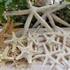 Varias Estrellas de Mar Naturales Materiales Hechos a Mano DIY Conchas Naturales Accesorios de Joyería Ventas Directas de Fábrica