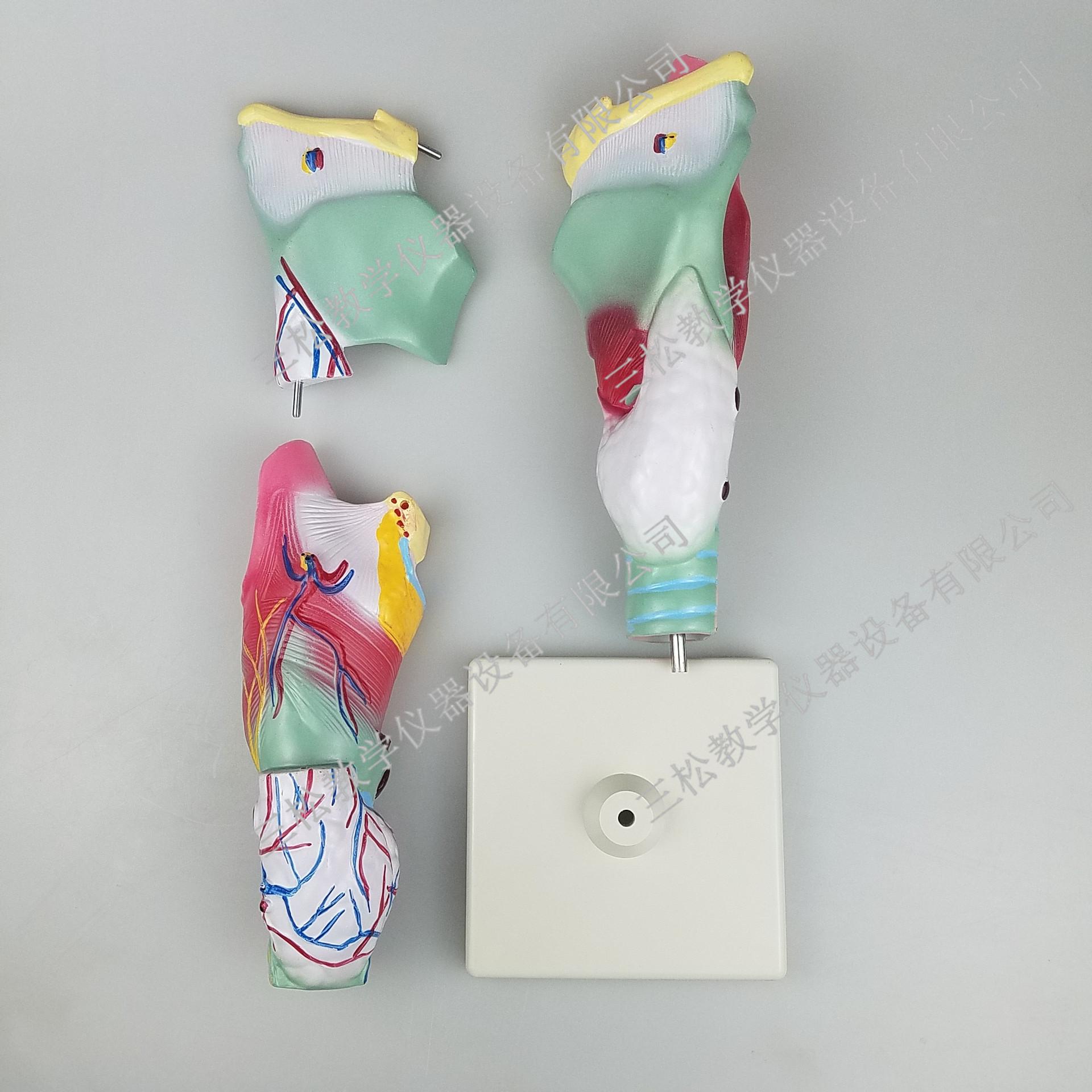 PVC喉解剖模型细节图3_副本