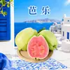 Guayaba de Fujian, disponible para entrega en cantidades de 1/3/5/ 4.5 kg piezas, variedades blanca y roja disponibles en cantidades de 1/3/5/ 4.5 kg piezas, viene con polvo de ciruela gratis, fruta fresca