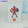 Fabricante Sistema Urinario Humano Vejiga Tubo de Infusión Urinaria Anatomía Uretral Renal Modelo Ciencia Urinaria Reproductiva Ciencia Masculina