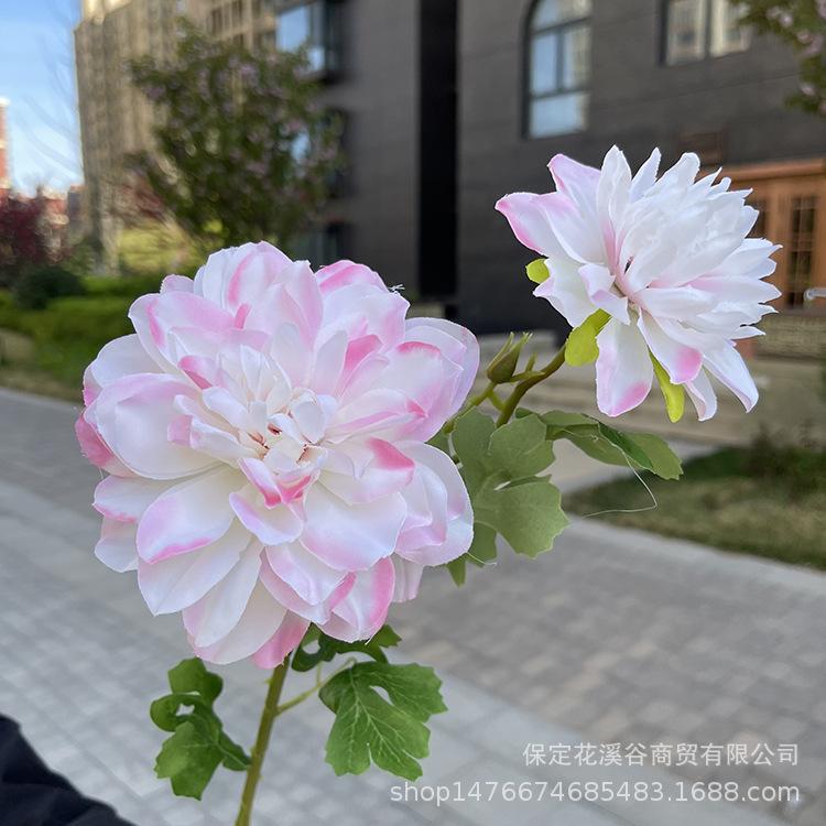 2头单支大丽花-exwpx-浅粉.JPG
