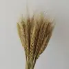 Pequeña Cola de Conejo de Caña Hierba Flor Inmortal Ramo DIY Producto Terminado Decoración Flor Real Adornos de Instagram Hierba de la Pampa Flores Secas Transfronterizo