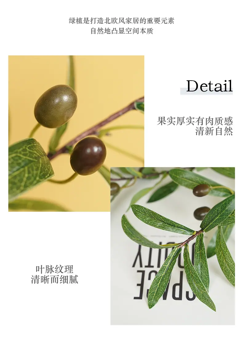罗加4叉橄榄带果_10.jpg