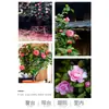 Camelia Xiangfei en maceta con brotes, flor roja de cinco colores, fácil de cultivar en interiores, florece en cualquier estación.