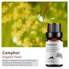 Exportación Transfronteriza Aceite Esencial Individual Fragancia Aromaterapia Masaje Aceite Esencial Sándalo Difusor Mayoreo Muestra de 10 ml