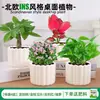 Las plantas en maceta son fáciles de cuidar en las salas de estar interiores.; plantas verdes hidropónicas, bonsáis creativos, plantas de la suerte, plantas pequeñas en maceta y árboles de la fortuna son todas excelentes opciones
