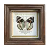 Marco de Fotos con Foto de Mariposa Real Pintura Decorativa Estilo Europeo Marco de Fotos Vintage Decoración de Mesa Adorno para Muebles Regalo de Cumpleaños Presente