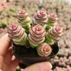 Base de planta suculenta autoproducida y autovendida al por mayor suculentas pequeñas combinación de flores plantas en maceta plantas carnosas Lithops Haworthia