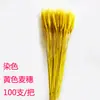 Taibao Cultivos Arroz Cebada Espiga Decorativa Trigo Cinco Granos Abundante Cosecha Accesorios Sorgo Espiga Arreglo Floral Espiga de Trigo Flor Seca Oro