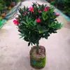 Enviado directamente con decoración de flores: Planta en maceta de Camelia fragante, camelia joven de aroma fuerte para uso en interiores y jardín
