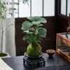 Nueva planta en maceta combinada estilo chino de jade musgo con cuentas de arroz y árbol del dinero, adecuada para mesa de interior, sala de té, oficina, fácil de cuidar y mantener.