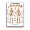 Pôster de Anatomia do Sistema Muscular Humano Decoração de Parede Médica Humana Pintura Impressão Educação Médica Escritório Pintura Pendurada