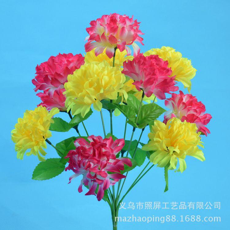 12头爪菊2
