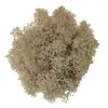 Material auxiliar de musgo sem impurezas material de flor imortal Musgo diy material de flor preservada 10g amostra de musgo imortal a granel