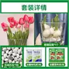Tulipanes Hidropónicos al por Mayor 5 Grados Bulbos Grandes Resistentes al Frío para Invierno Interior/Exterior Fáciles de Cultivar para Principiantes Flores en Maceta Plantas
