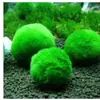 Acuario plantas acuáticas botella ecológica viva decoración de paisaje de acuario nivel de entrada algas verdes al por mayor 4-5 cm