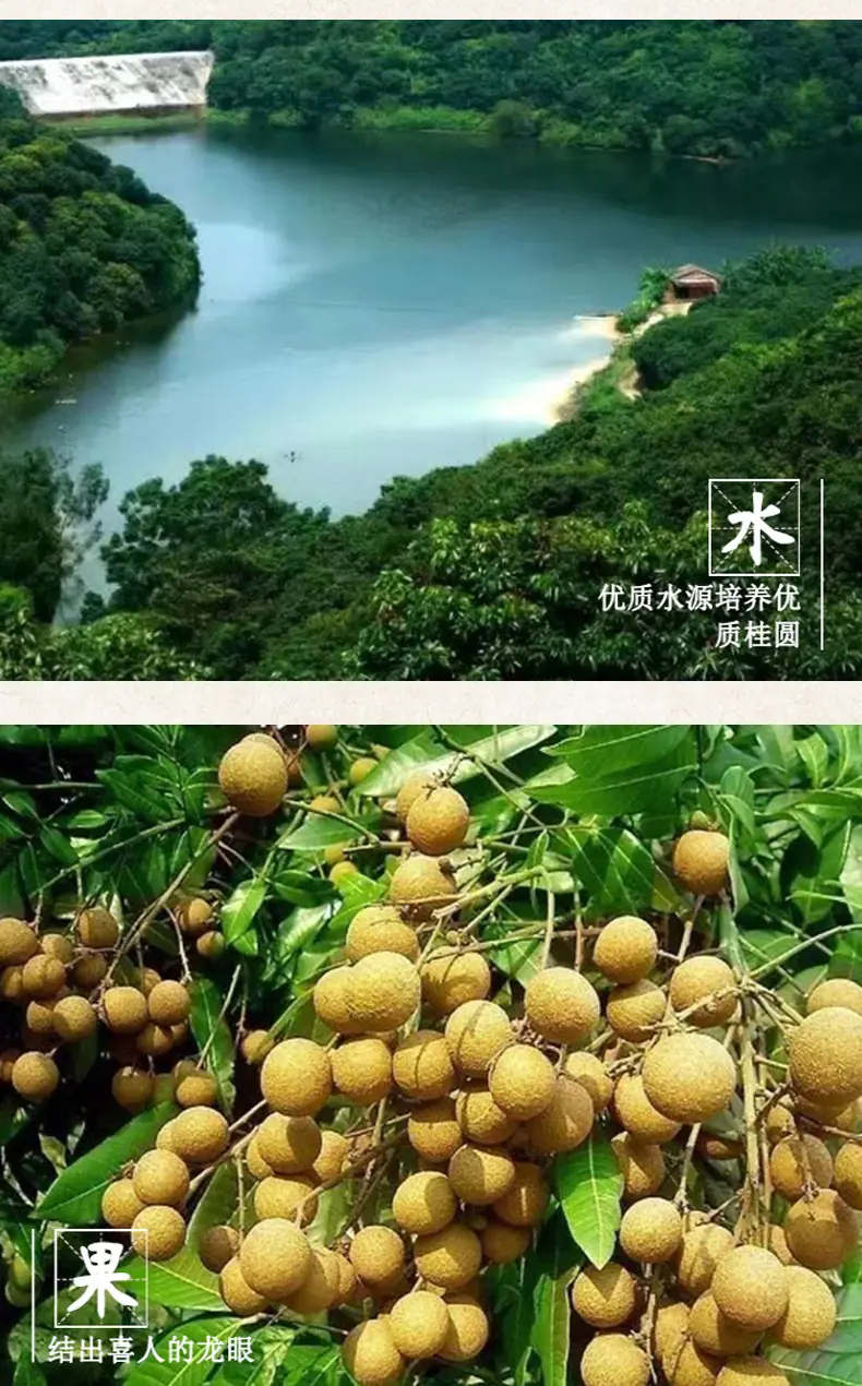 桂圆肉详情_05.jpg