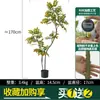 Habitat de folha de glicínia planta verde artificial alto padrão luxo leve interior sala de estar chão árvore falsa biônica planta em vaso