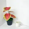 Planta Verde de 6 Piezas Mini Planta en Maceta 3D Planta Artificial de Escritorio Bonsái Parque Patio Micro Paisaje Decoración de Flores Artificiales