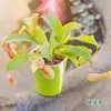 Planta carnívora, Nepenthes, Planta insectívora, Planta repelente de mosquitos, Planta trampa para mosquitos, Planta súper grande para atrapar insectos, Planta divertida en maceta
