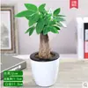 Bonsai de Árvore da Fortuna Grande para Sala de Estar, Planta com Flor Interna Fácil de Cuidar, Adequado para Inauguração de Casa, Planta Verde para Mesa de Escritório