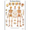 Póster de anatomía humana de AliExpress versión en inglés músculo esquelético pintura colgante médica vena sanguínea cabeza pintura decorativa de divulgación científica
