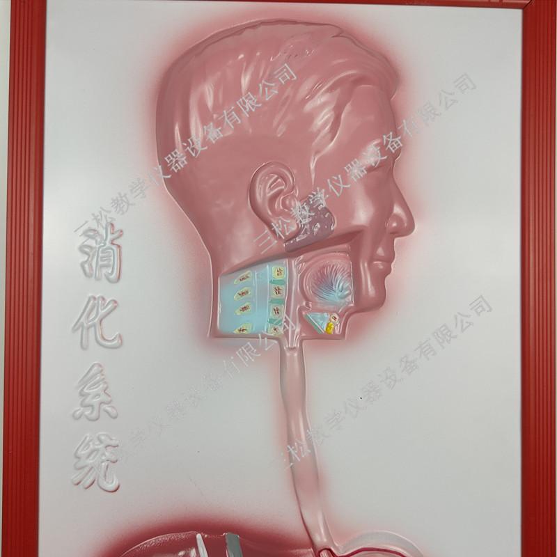 人体消化系统浮雕模型3_副本