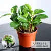 Plantas Verdes Hidropônicas Rabanete Verde Gardênia Árvore da Fortuna Hera Aspargo Bambu Pequenas Plantas Verdes de Interior Plantas em Vasos Perenes para Todas as Estações