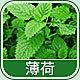 4156 - 薄荷香精