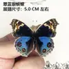 Venta Directa al Por Mayor de Fábrica de Especímenes Reales de Mariposas con Alas Extendidas, Diversos Insectos y Escarabajos, Accesorios para Fotos, Educación Científica, Especímenes Naturales